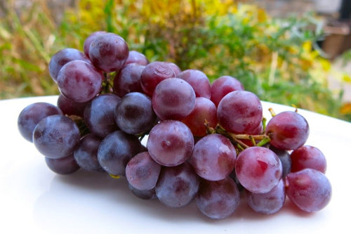 Grape Bush - Concord Seedless