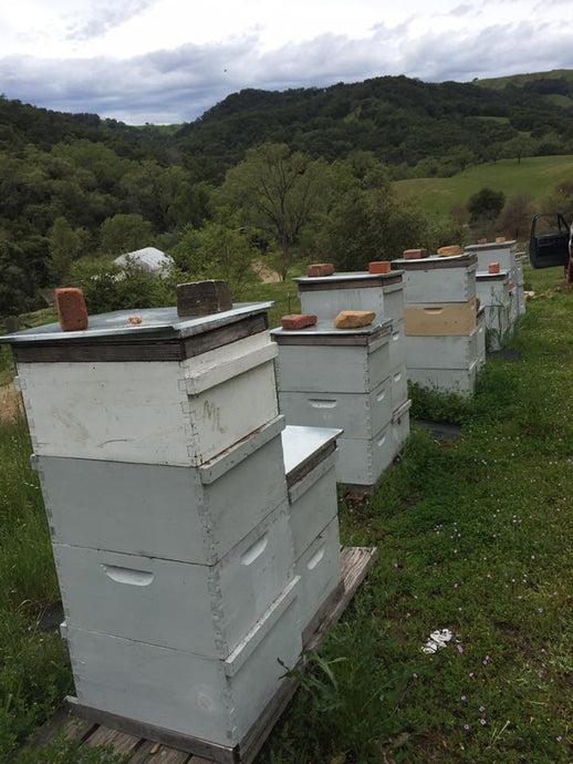 Intro To Bee Keeping class Dates