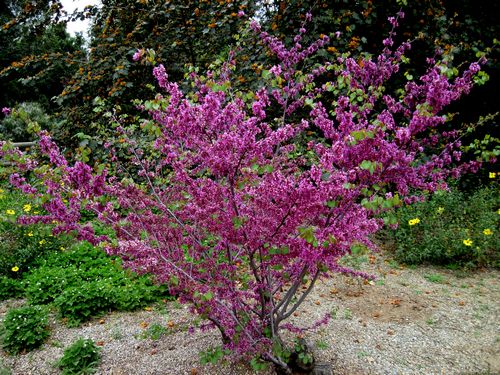 Western Redbud - cercis occidentalis