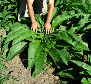 Russian comfrey - symphytum x uplandicum 4 inch size containers