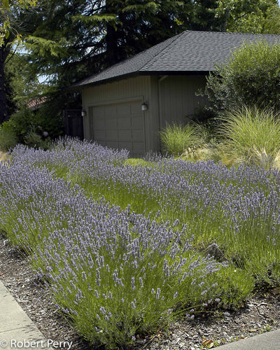 Sweet Lavender - lavandula heterophylla 4 inch size containers