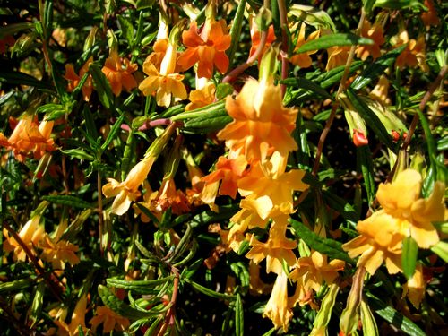 Scarlet Monkeyflower - mimulus (erythranthe) cardinalis 1 gallon