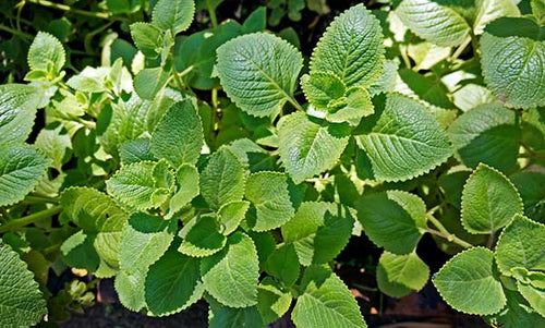 Mexican Oregano - lippia graveolens 4 inch size container