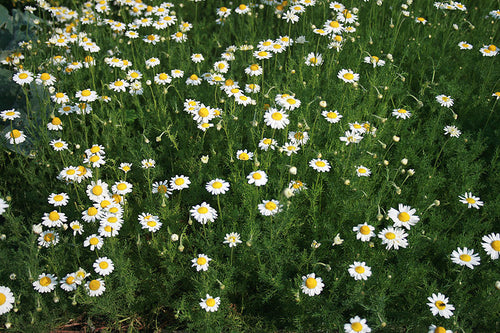 Roman Chamomile - chamaemelum nobilis 4inch size container