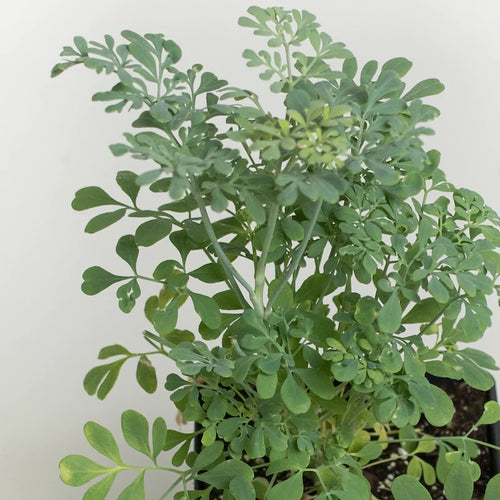 Rue - ruta graveolens 4 inch size container