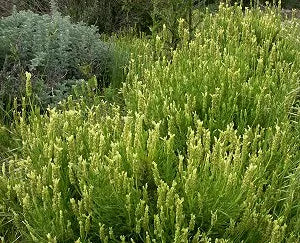 Yellow Lavender - lavandula viridis 1 GALLON