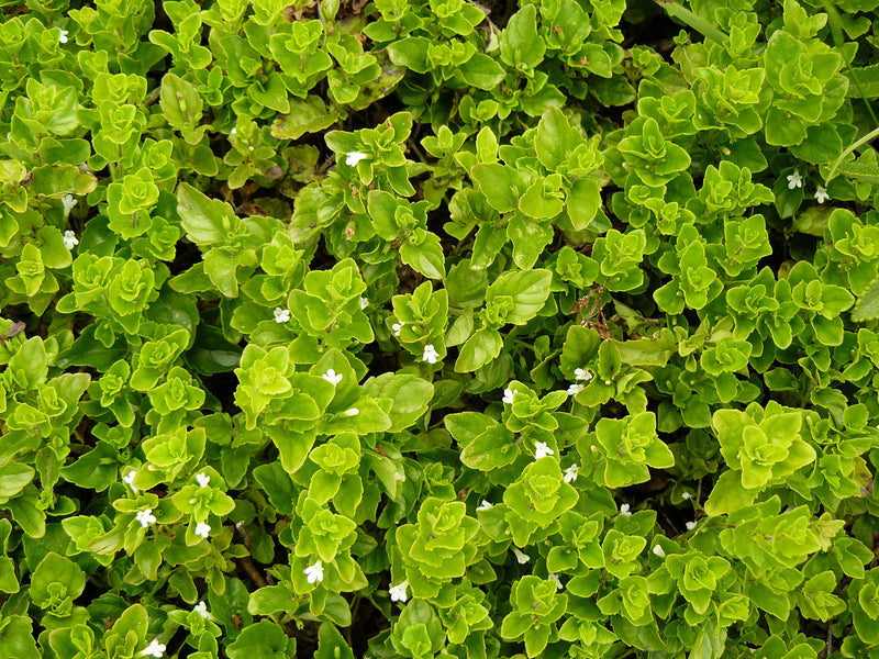 Nature’s Touch Plant Nursery