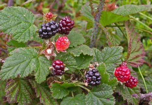 California Blackberry - rubus ursinus