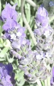 French Lavender - lavandula dentata
