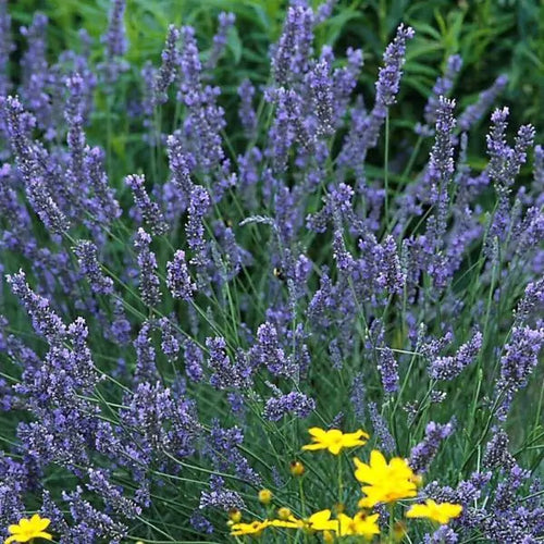 Grosso Lavender - lavandula x intermedia cv. 4inch size contrainer