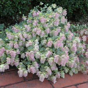 Kent Beauty Oregano - origanum rotumdifolium. 4inch plant
