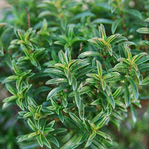 Winter Savory - satureja montana 4inch container