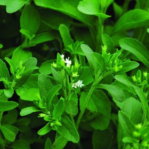 Stevia - stevia rebaudiana 4 inch size container