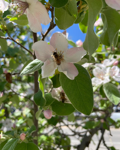 In The Garden with understanding the Foundations of Small Farming to sustain yourself-with Melanie Blankenship Saturday's 10:30am-12:30pm .  SIGN UP THE FRIDAY BEFORE.