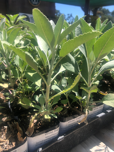 White Sage - Salvia apiana
