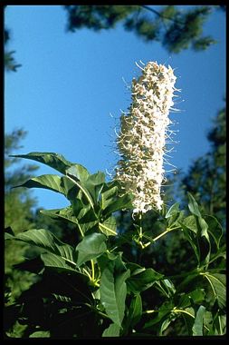 California Buckeye - aesculus californica