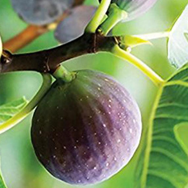 Fig Tree - Brown Turkey