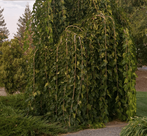 Mulberry Tree - Tea's Weeping