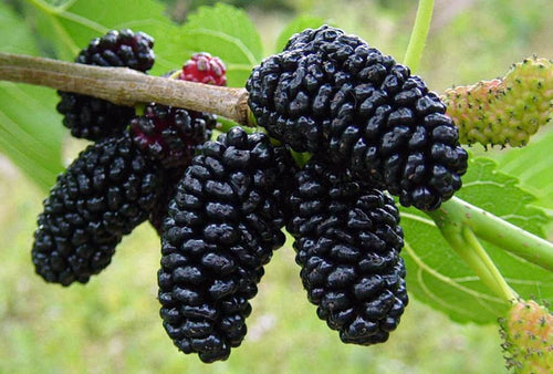 Mulberry Tree - Pakistan Fruiting