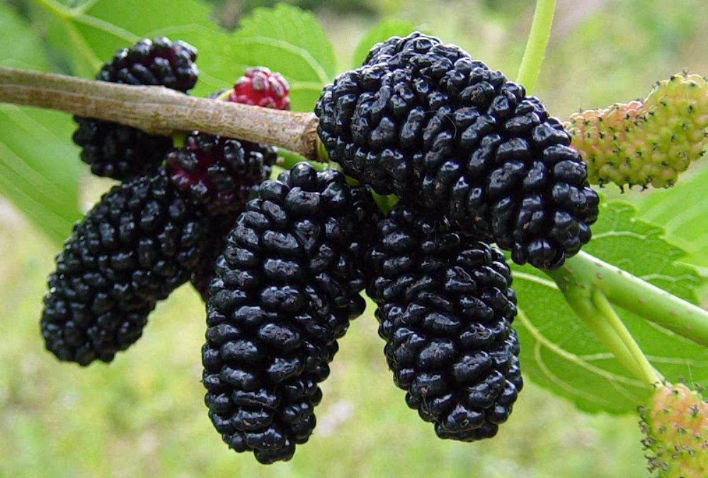 Mulberry Tree - Dwarf Black