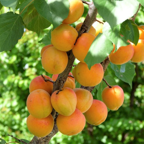 Apricot Tree - Blenheim