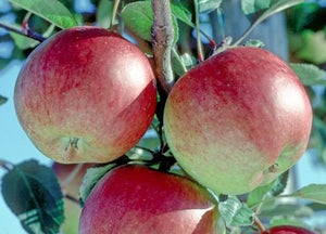 Apple Tree - Braeburn