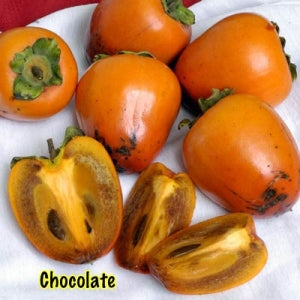 Persimmon Tree - Chocolate