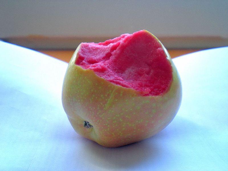 Apple Tree - Pink Pearl