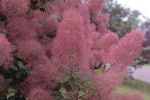 Load image into Gallery viewer, Smoke Tree-Cornflower Selection - cotinus coggygria &quot;gloaming&quot;