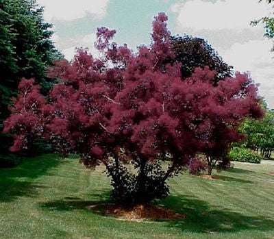 Smoke Tree-Cornflower Selection - cotinus coggygria 