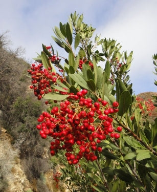Toyon - heteromeles arbutifolia