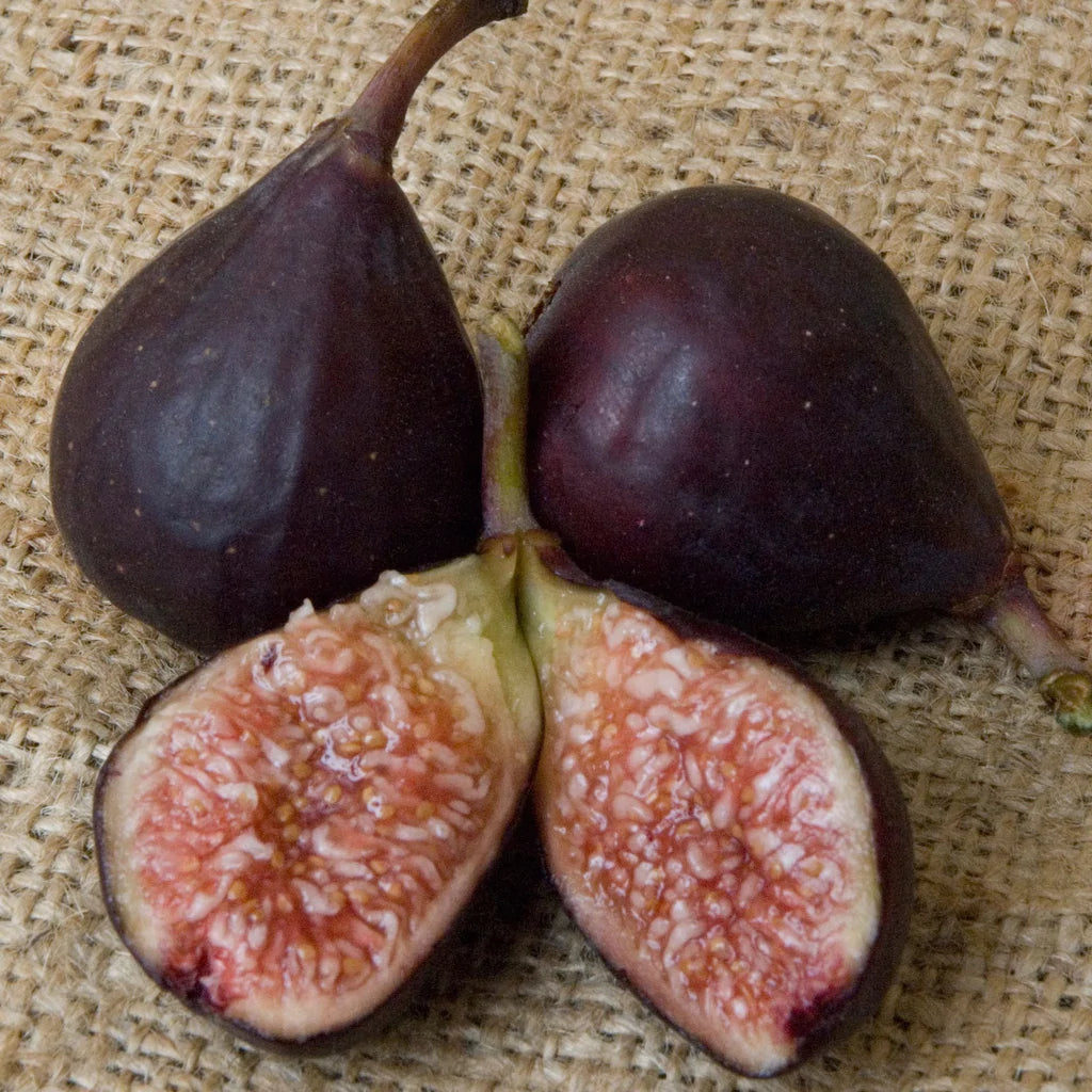 Fig Tree - Violette de Bordeaux