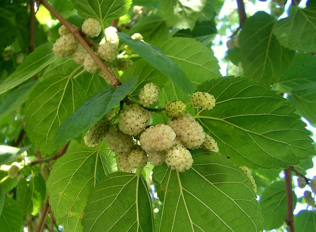 Mulberry Tree - Persian White Fruiting