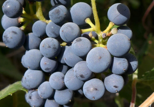 California Wild Grape - vitis california